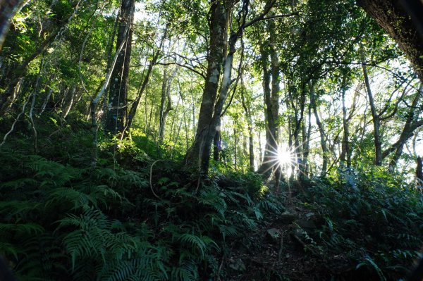 桃園 復興 復興尖山2867092