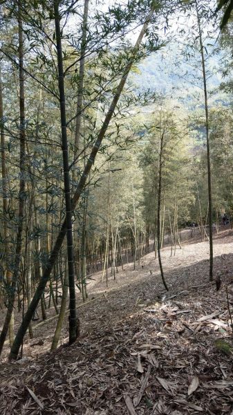 長源圳生態步道270965