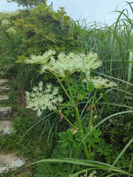 2025.05.17－大屯山步道下清天宮2790027