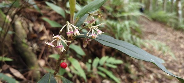 2025/06/22_民都有山登山步道2818015