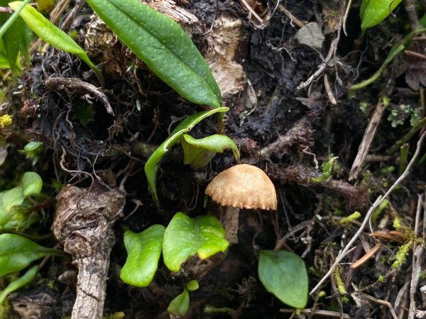 塔塔加黑森林2668048