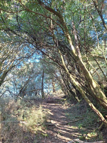 石山+阿毛神木202512112961792