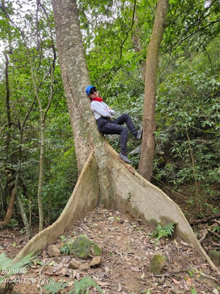 東勢大崙、東勢坑山、觀音湖山O走2986257