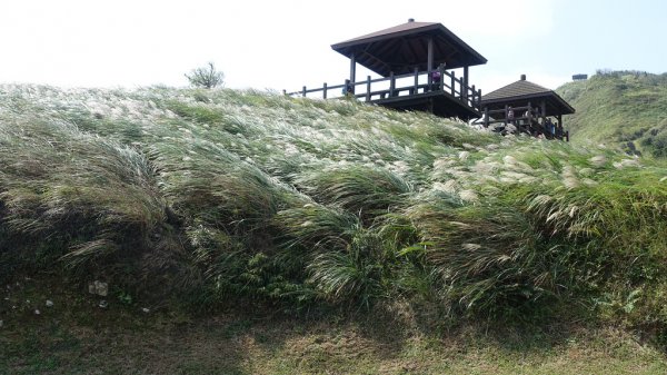 走進百年古道遙想當年＠草嶺古道（2018草嶺古道芒花季11/3~11/25）