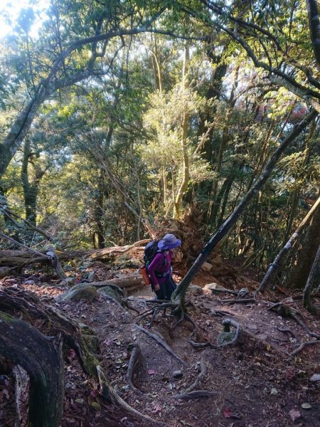 稍來南主峰、烏石坑山O走1558622