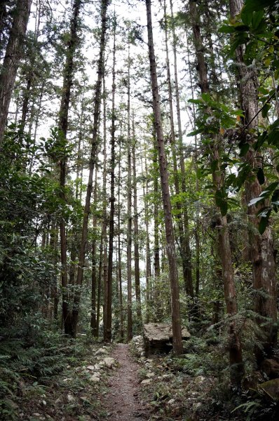 八仙山森林步道2865234