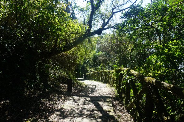 大屯山系｜彌陀山、青楓步道1282673