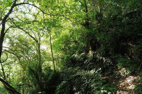 新北 烏來 火燒樟山、落鳳山2557698