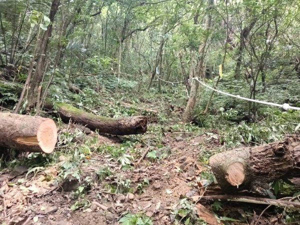 雙溪區威惠廟+下坑山+570峰+大埤格+崩山坑古道O型2814817