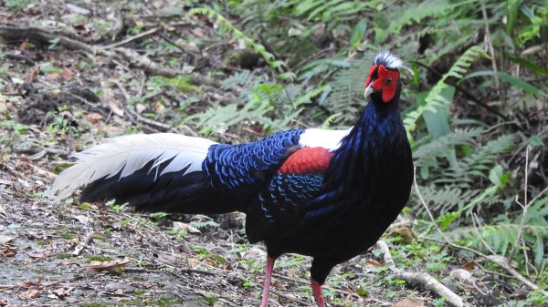 雲山水花鳥蝶-天龍國阿伯的日常6/22801941