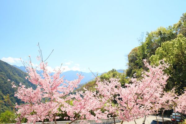拉拉山的櫻花286554