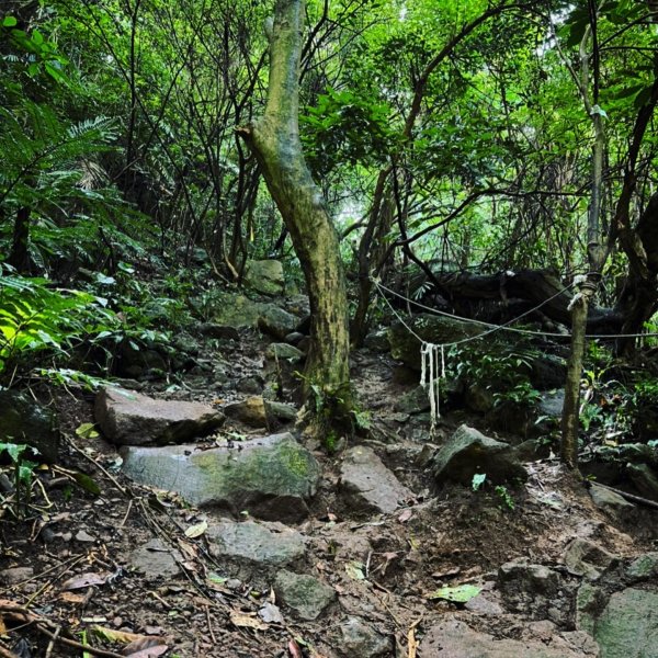 天母水管路步道 - 翠峰瀑布（來回 2 小時，3KM）1491254