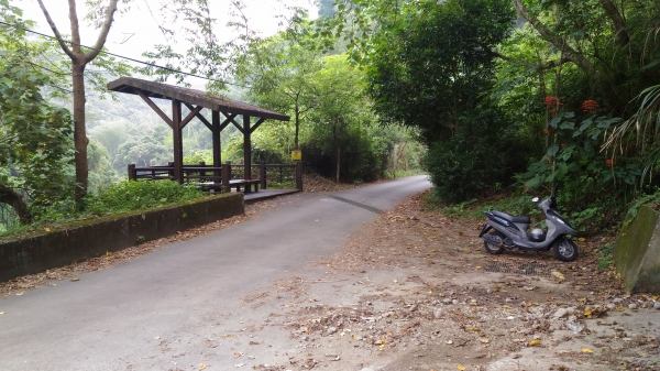 霧峰-桐林花步道44906