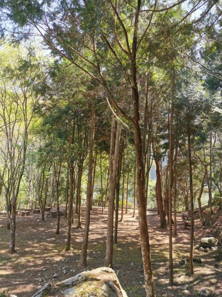 谷關七雄之首-八仙山 2020/2/22846470