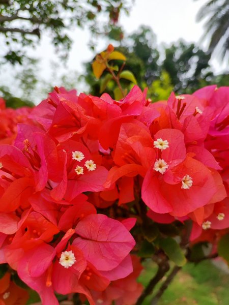 台中大甲鐵砧山2769485