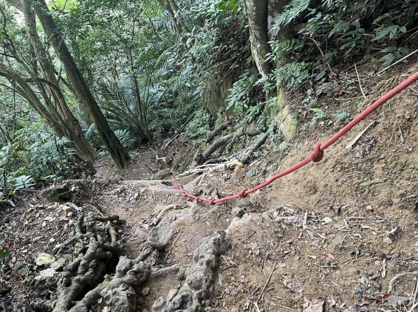 2024_0204 五寮尖登山步道2419848