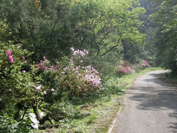 平湖森林步道．內平林山109282