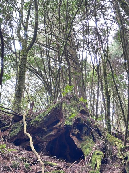 兒玉山連走東水山O型輕鬆走2456913