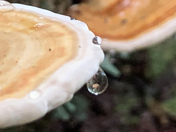 20251010高雄尾寮山-西北峰2913655