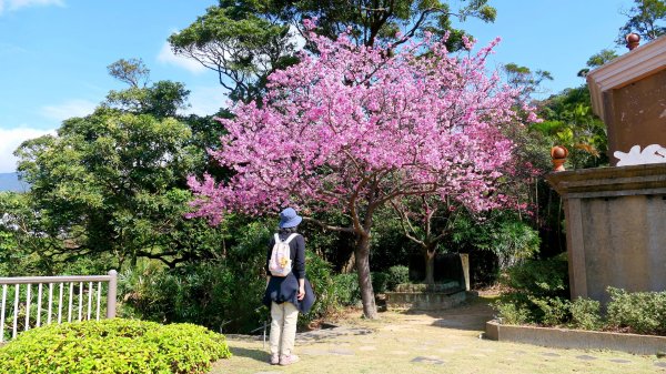 《蝶戀花・善光寺禪門櫻花》2709773
