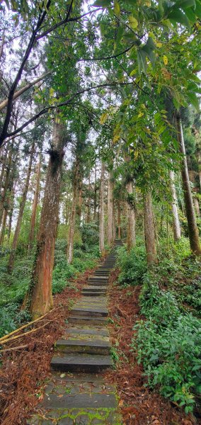 2025-01-18頂湖步道2694225