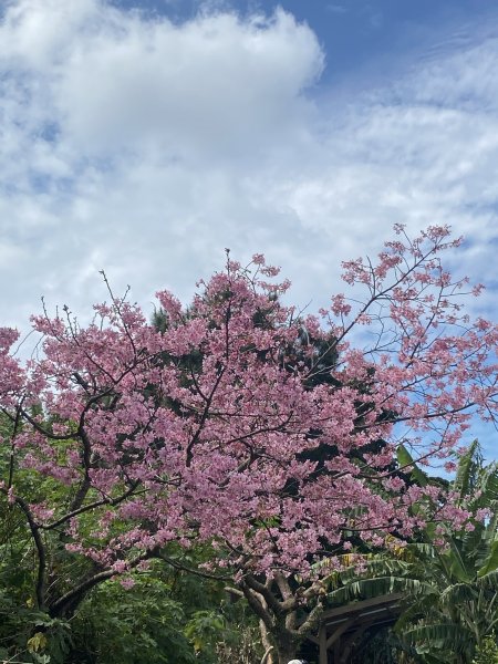 貓空1305359