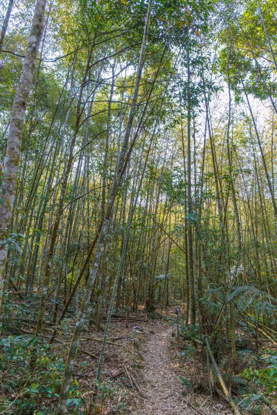 日月潭最高峰-水社大山3025300