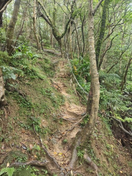 微笑山線：【五分山系】菁桐煤礦段2954742