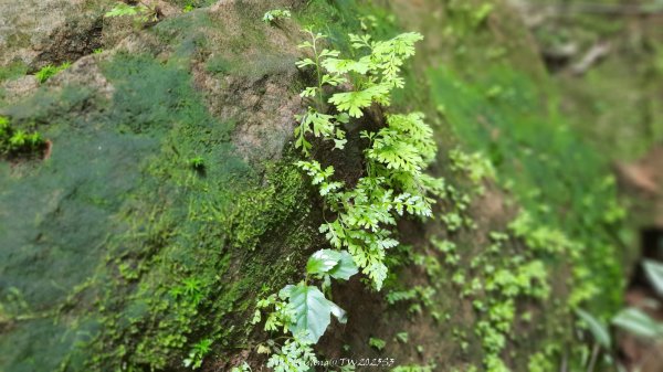 《苗栗》關刀出關｜三義關刀山出關古道(聖關段-苗56)202509052878776