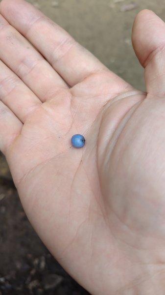 棲松縱走未竟2918313