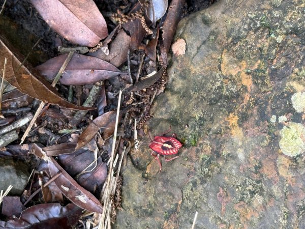 20250607 春谷養鱒場所上加里山 出大坪2805214