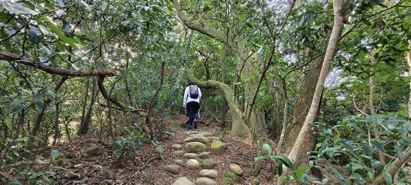 2024/12/28-蓮華山古道群：飛龍步道、進香古道、採茶古道、載熙古道2678888