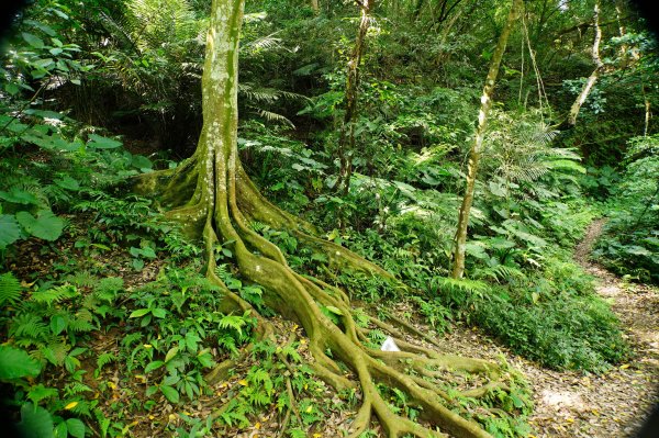 新竹 芎林 飛鳳山、中坑山、石壁潭山3050432