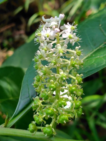 九芎頭步道-雲頂步道-二延平步道-二延平山-茶霧之道2773808