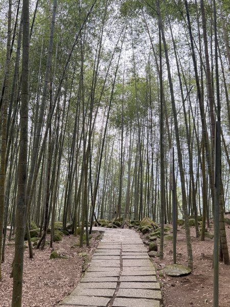 孟宗竹古戰場步道2723513