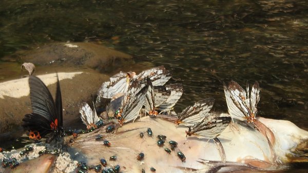 陽明山趴趴走，又到了賞蝶趣的季節 #褐斑毒蛾幼蟲2480550