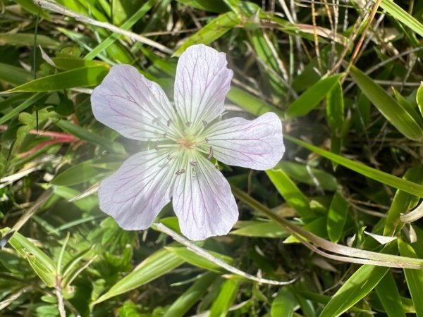 合歡山群峰（南峰、石門山、尖山、東峰）2626645