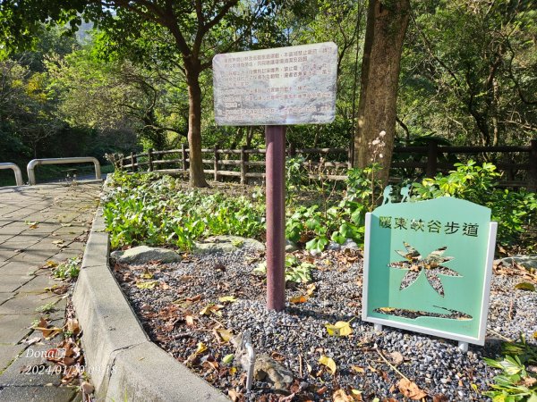 東勢大崙、東勢坑山、觀音湖山O走2986202