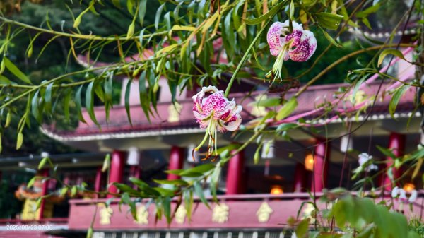 #二格山 #霞光 #日出 #艷紅鹿子百合 #大鳳蝶雄蝶 #紅花石蒜 #彼岸花 8/232867759