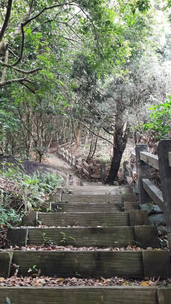 《嘉義》雲霧茶園｜雲嘉三加一連峰O繞202406082520276