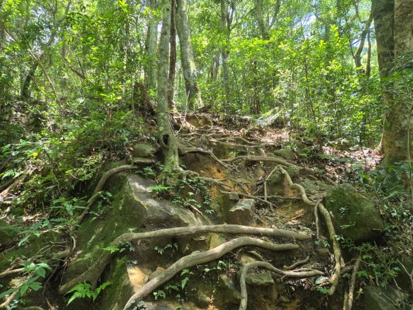 馬武督探索森林、外鳥嘴山2860617