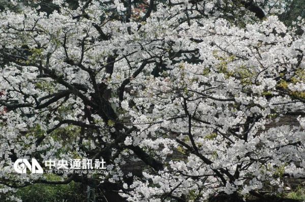 【新聞】阿里山櫻花季 3月實施總量管制