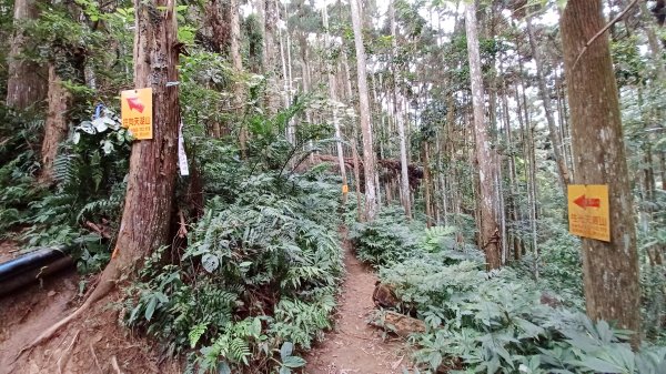 【苗栗南庄】向天湖山光天高山小O繞2933178