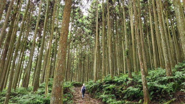 【中級山】有一種美，令人不想回家，新竹鵝公髻山2744657