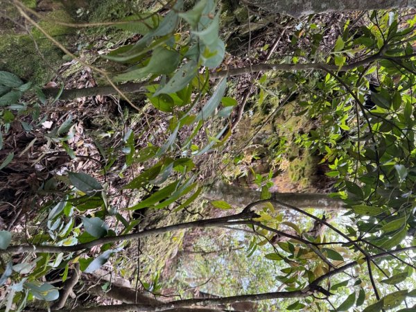 桂山路197巷 》呂奔山北峰 》呂奔山 》阿玉壩2755813