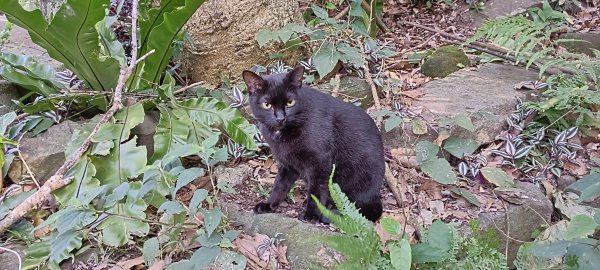 20240113_硬漢嶺步道(觀音山)2401531