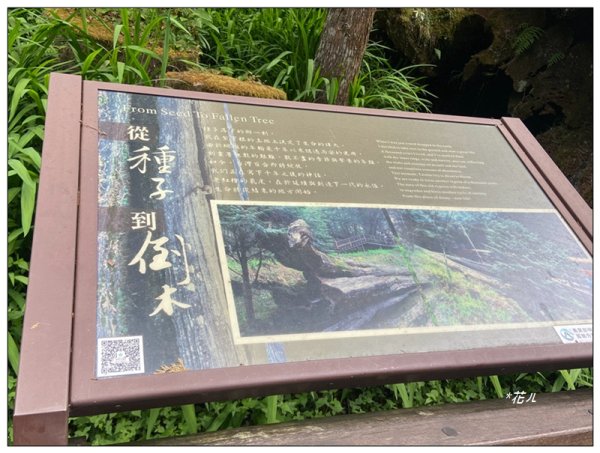 阿里山神木群棧道2771613