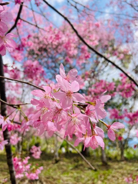 復興鄉悠然秘境櫻花🌸林野餐🧺2723009