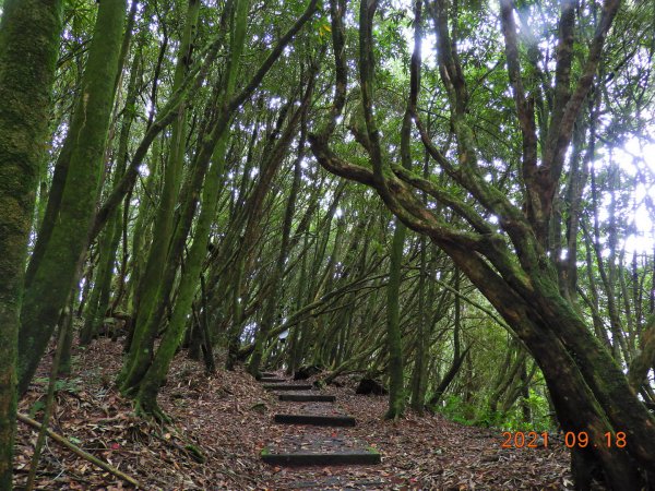 南投 竹山 金柑樹山1461311