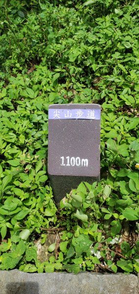 2024-06-15觀音山【福隆山、尖山(占山)登山步道】O走2528228